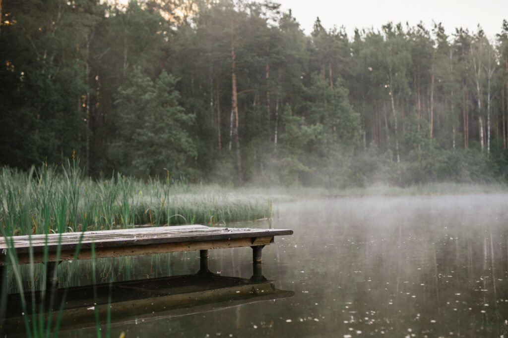Skovsø i morgendis